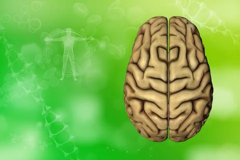 - human brain, physiology analyzing concept - detaile Illustrazione stock