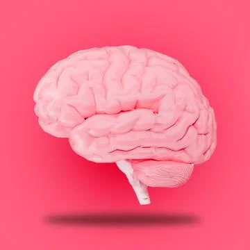 Human Brain on Pink background 3D Illustration Illustrazione stock