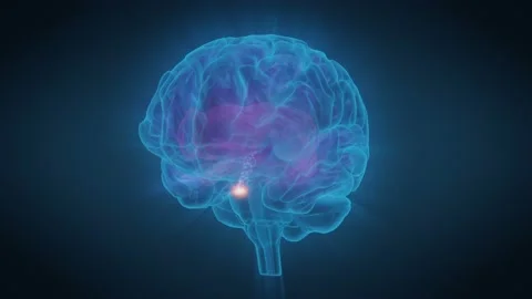 Human Brain Pituitary Gland Generates Endorphins Stock Footage