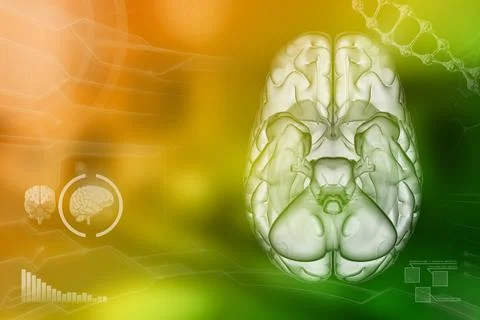 Human brain, psychology development concept - background 스톡 일러스트