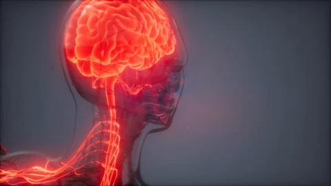 Human Brain Radiology Exam Video stock 104957560