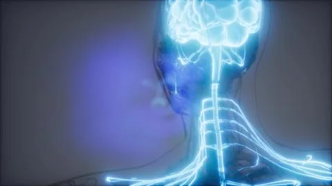 Human Brain Radiology Exam Stock Illustration