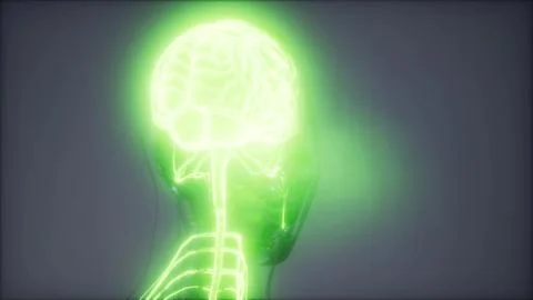 Human Brain Radiology Exam Stock Illustration