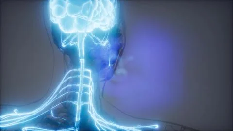 Human Brain Radiology Exam Stock Illustration