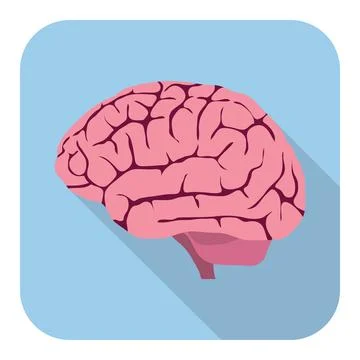 Human brain, realistic human brain isolated on blue background with shadow Stock-Illustration