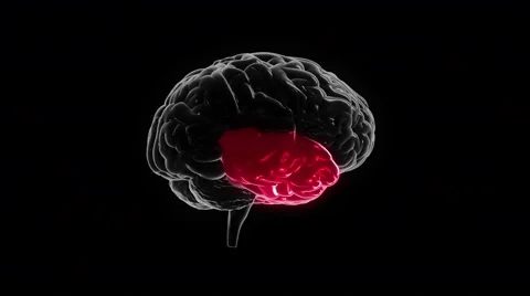 Human brain with regions lighting up and electrical impulses. Loopable. Red. Stock Footage 59591079