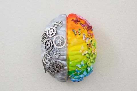 Human brain representing logical and creative thinking Stock Photos