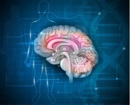 Human Brain research abstract scientific background Stock Illustration