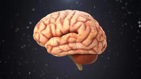 Human brain revolves around on a black background with particles. Stock Footage 146527986