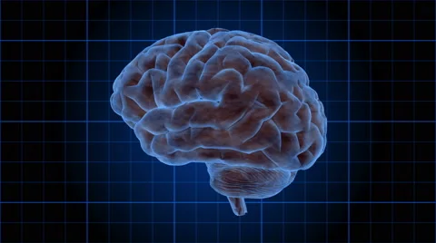 A human brain rotates on a blue grid - Brain 1003 HD, 4K Stock Video Stock Footage 57310296