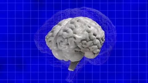 Human Brain Rotating 3D Animation on Blue Grid Background Stock Footage 335633615