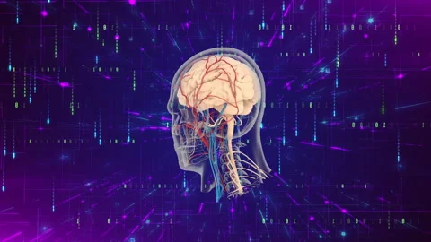 Human brain rotating in a technology background headshot Stock-Footage 168562861