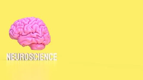 The Human brain for sci or medical concept 3d rendering. Stock Illustration
