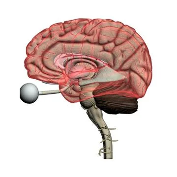 Human Brain Illustrations ~ Stock Human Brain Vectors