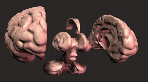 Human Brain  - Segment Stock Footage 25911916