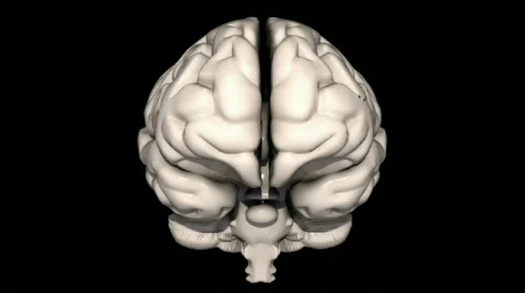 Human Brain Segmentation Stock Footage 299692
