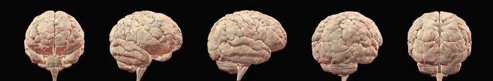 Human brain shown from multiple angles, 3D illustration Illustrazione stock