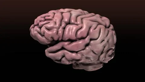 Human Brain Side Illustrazione stock