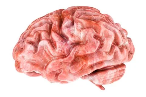 Human Brain, side view. 3D rendering Stock Illustration