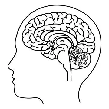 Human Brain Side View for Coloring. Vector Illustration of the Brain from t.. Stock Illustration