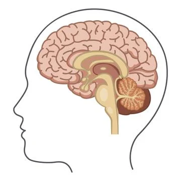 Human Brain Side View. Vector Illustration of the Brain from the Inside. Hu.. Stock Illustration