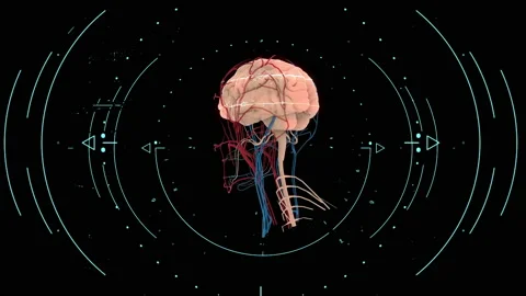 Human Brain with Skeletal Head Shot and Nerves HUD motions Stock-Footage 170610890