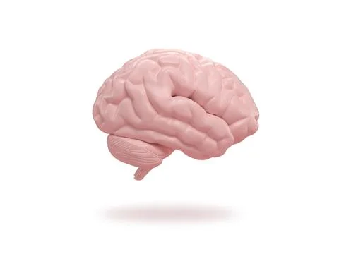 Human brain slide on isometric white background. 库存插图