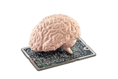 Human brain on small computer circuit board isolated on white background Stock Photos