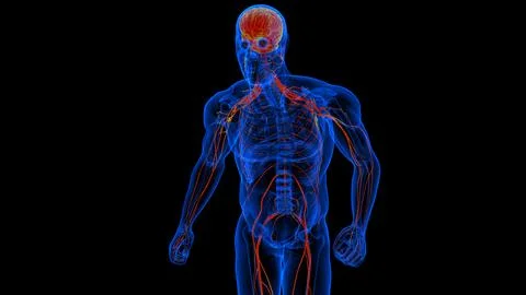 Human brain spinal cord with central nervous system anatomy for medical con.. 스톡 일러스트