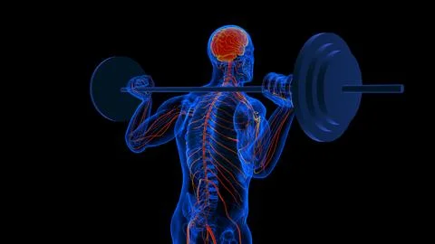 Human brain spinal cord with central nervous system anatomy for medical con.. Stock Illustration