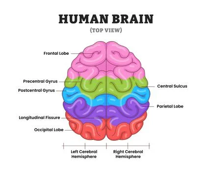 Human brain structure anatomy diagram top view functional areas, educationa.. Illustrazione stock