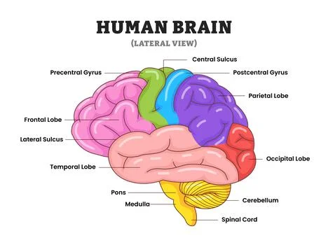 Human brain structure anatomy diagram lateral view functional areas, educat.. Stock Illustration