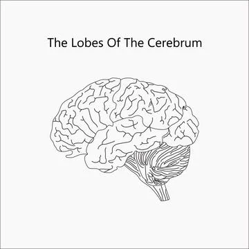 The human brain structure, anatomy Stock Illustration