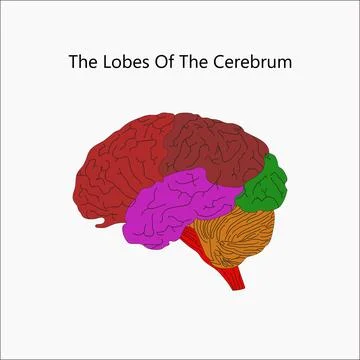 The human brain structure, anatomy Stock Illustration