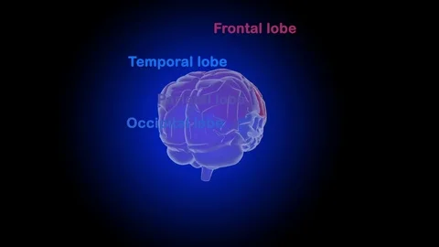 Human brain The structure of the Stock Footage 71989116