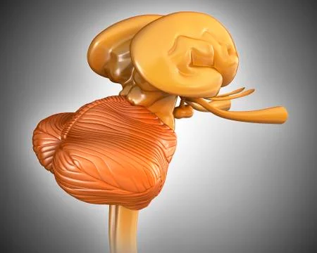 Human brain structures, illustration Stock Illustration