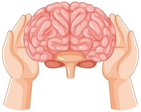 Human Brain Supported by Two Hands Vector Illustration Stock Illustration