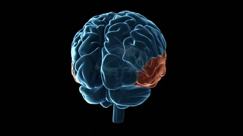 Human brain temporal lobes, animation Stock Footage 295176885