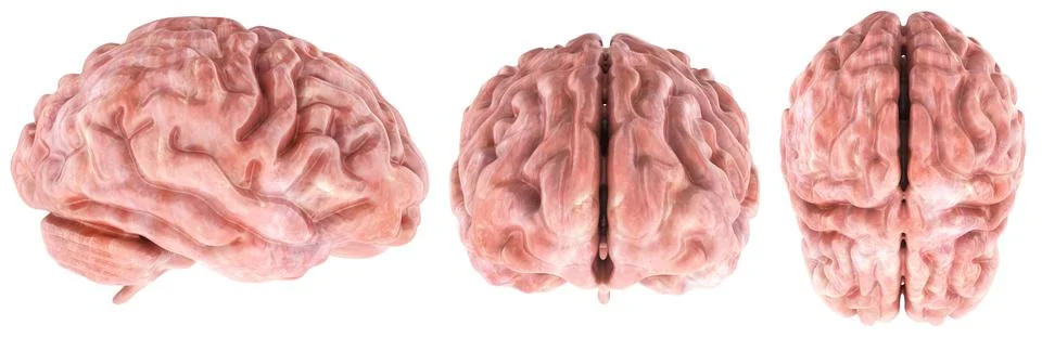 Human Brain. Top, front and side views. 3D rendering Stock Illustration