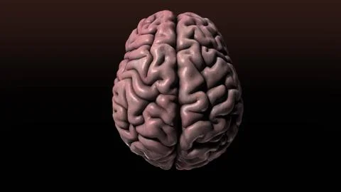 Human Brain Top Stock Illustration