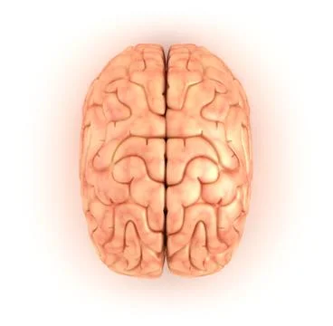 Human brain , top view Stock Illustration