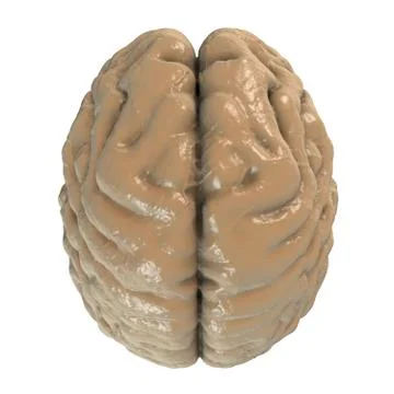 Human brain, top view Stock Illustration