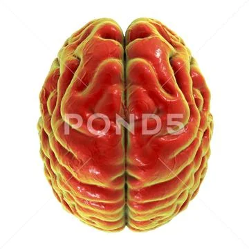 Human brain, top view Stock Illustration