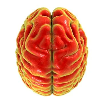 Human brain, top view Stock Illustration
