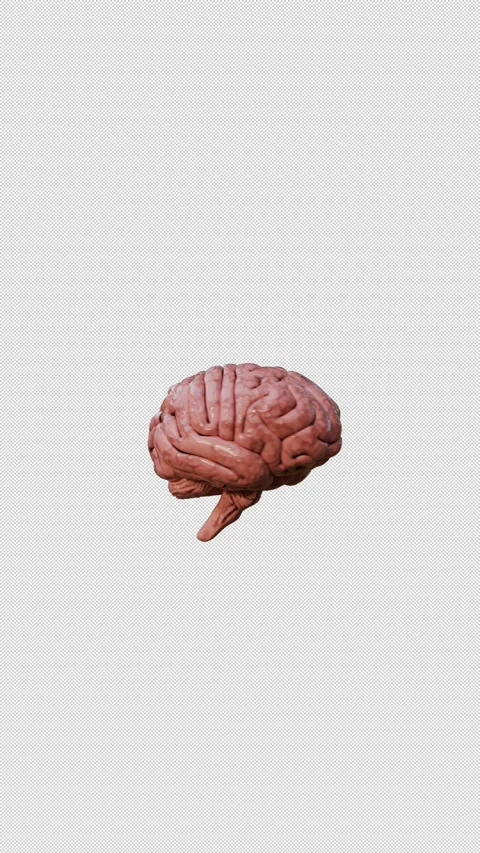 Human Brain on a Transparent Background | Alpha Background Cerebellum Video stock 329667686