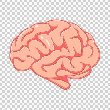 A human brain on a transparent background. Stock Illustration