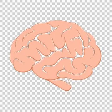 A human brain on a transparent background. Stock-Illustration