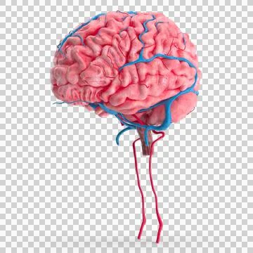 Human brain Transparent Stock Illustration