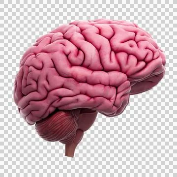 Human brain transparent Stock Illustration