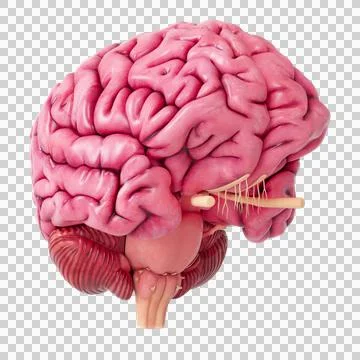Human brain transparent Stock Illustration